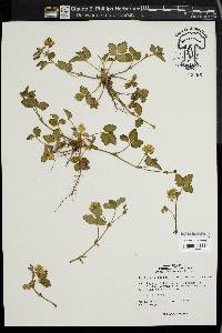 Potentilla indica image