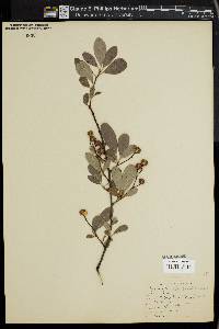 Image of Exochorda grandiflora