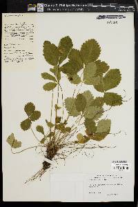 Fragaria vesca image