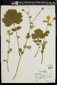 Geum borisii image