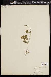 Potentilla canadensis image