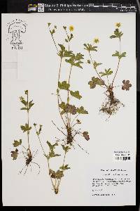 Potentilla canadensis image