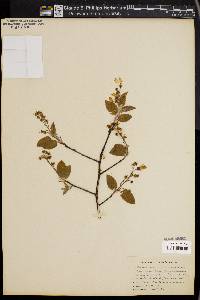 Potentilla canadensis image