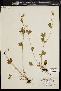 Potentilla canadensis image