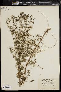 Potentilla argentea image