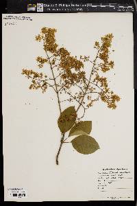 Syringa amurensis image