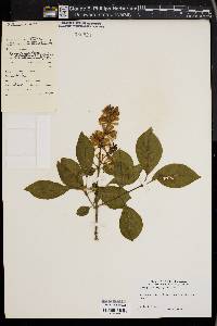 Syringa josikaea image