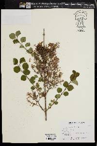 Syringa meyeri image