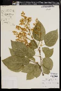 Syringa reticulata image