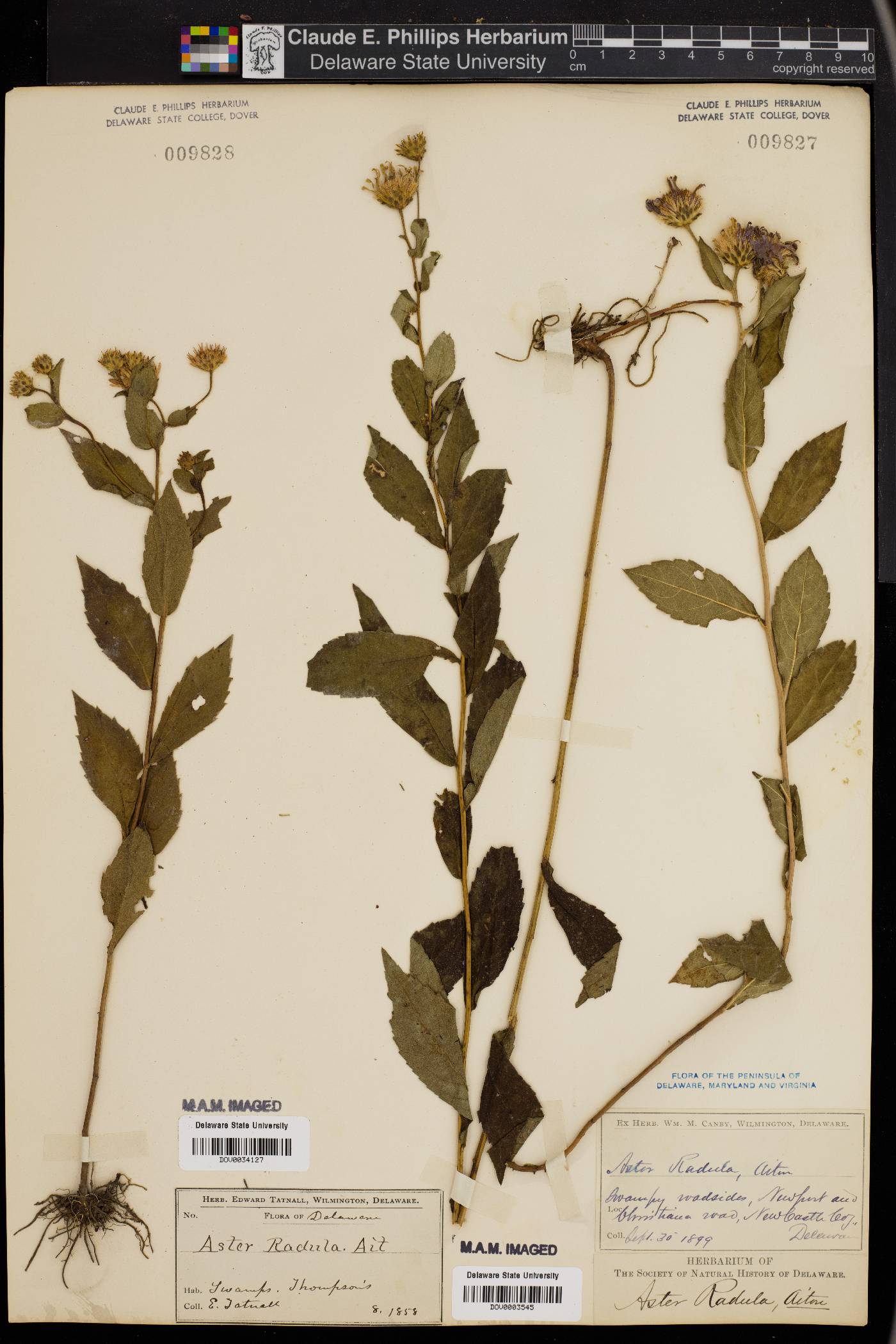 Eurybia radula image
