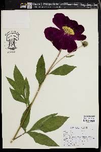 Paeonia lactiflora image