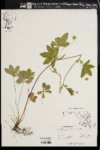 Potentilla canadensis image