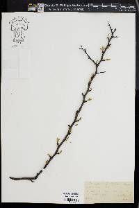 Prunus angustifolia image