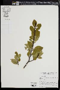 Prunus maritima image