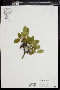 Prunus maritima image