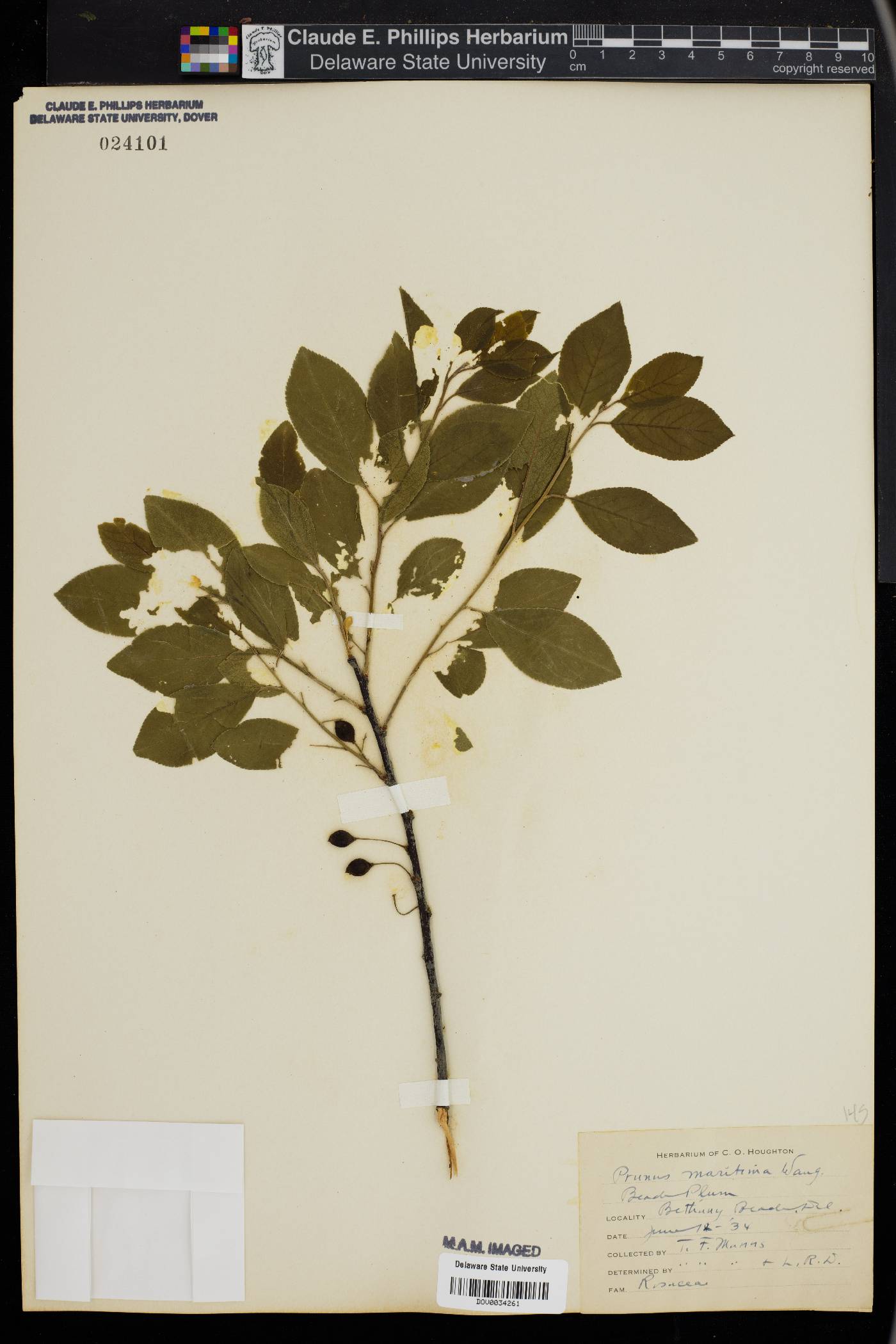 Prunus maritima image