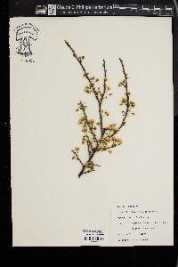 Prunus maritima image