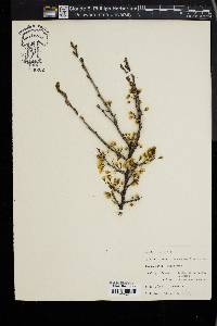 Prunus maritima image