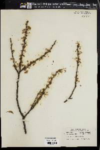 Prunus maritima image