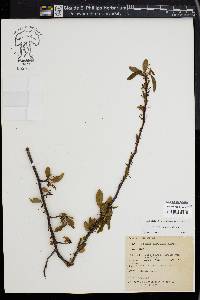 Prunus maritima image