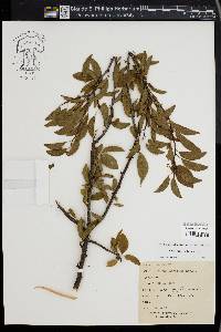 Prunus maritima image