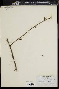 Prunus persica image