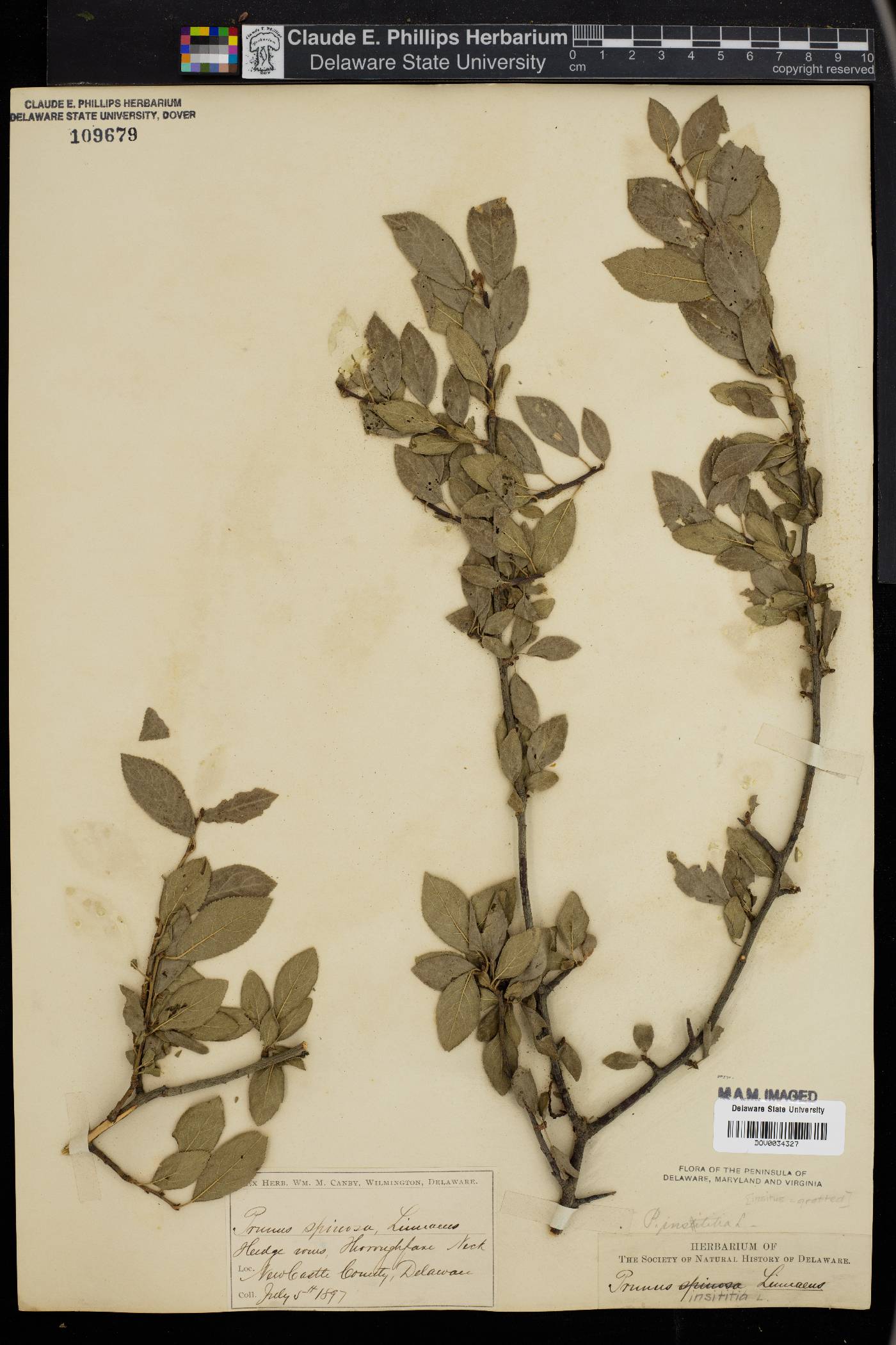 Prunus spinosa image