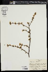 Prunus tomentosa image