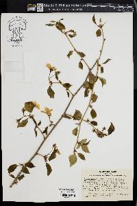 Image of Prunus apetala