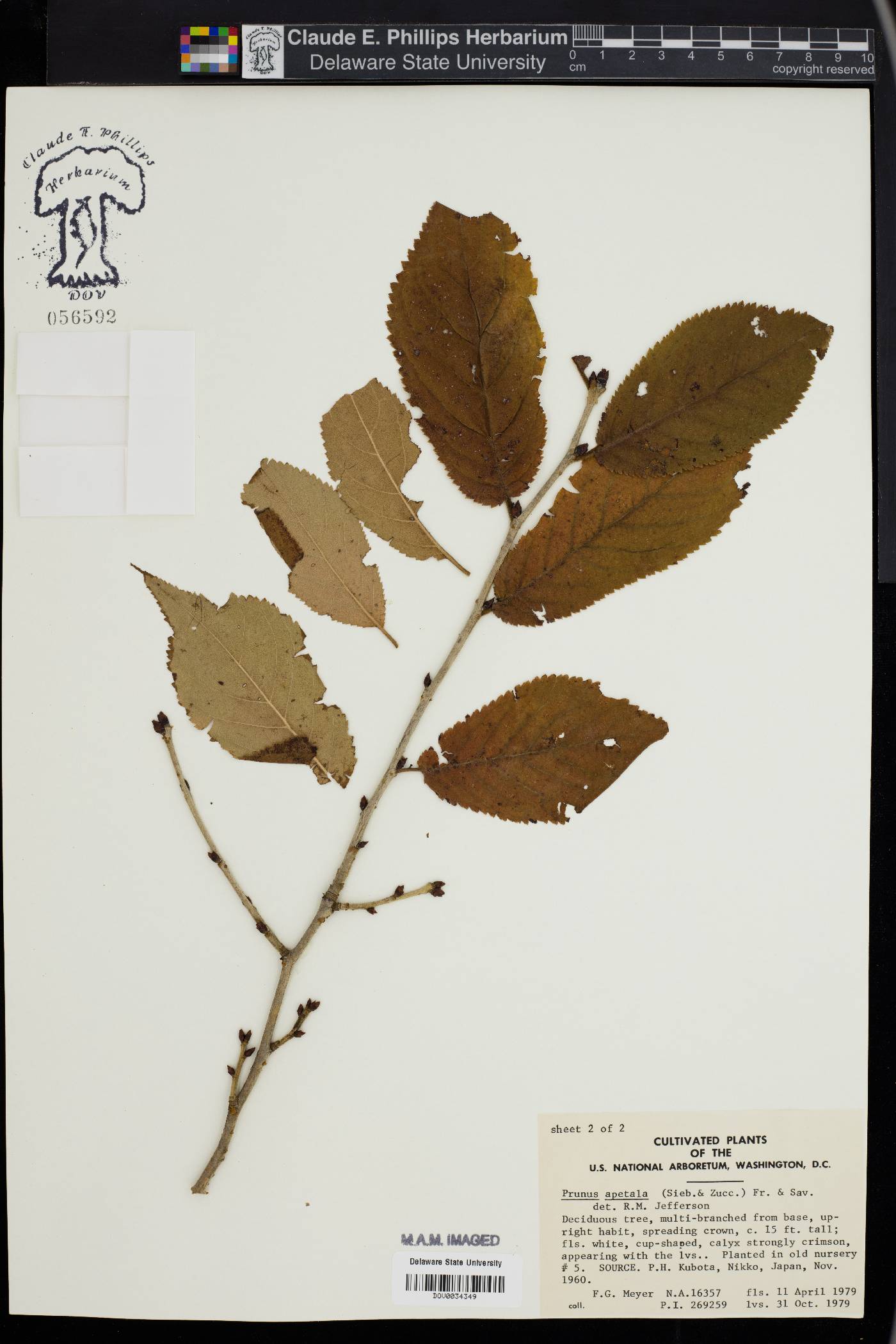 Prunus apetala image