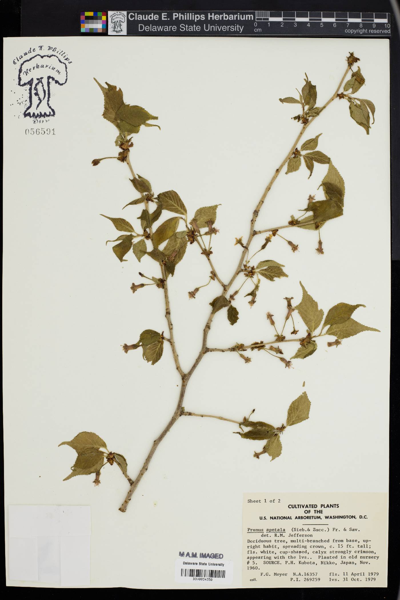 Prunus apetala image