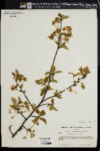 Image of Prunus fruticosa