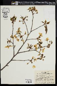 Image of Prunus incisa