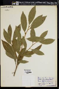 Prunus laurocerasus image