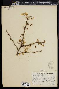 Image of Prunus pseudocerasus