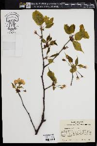 Image of Prunus sargentii