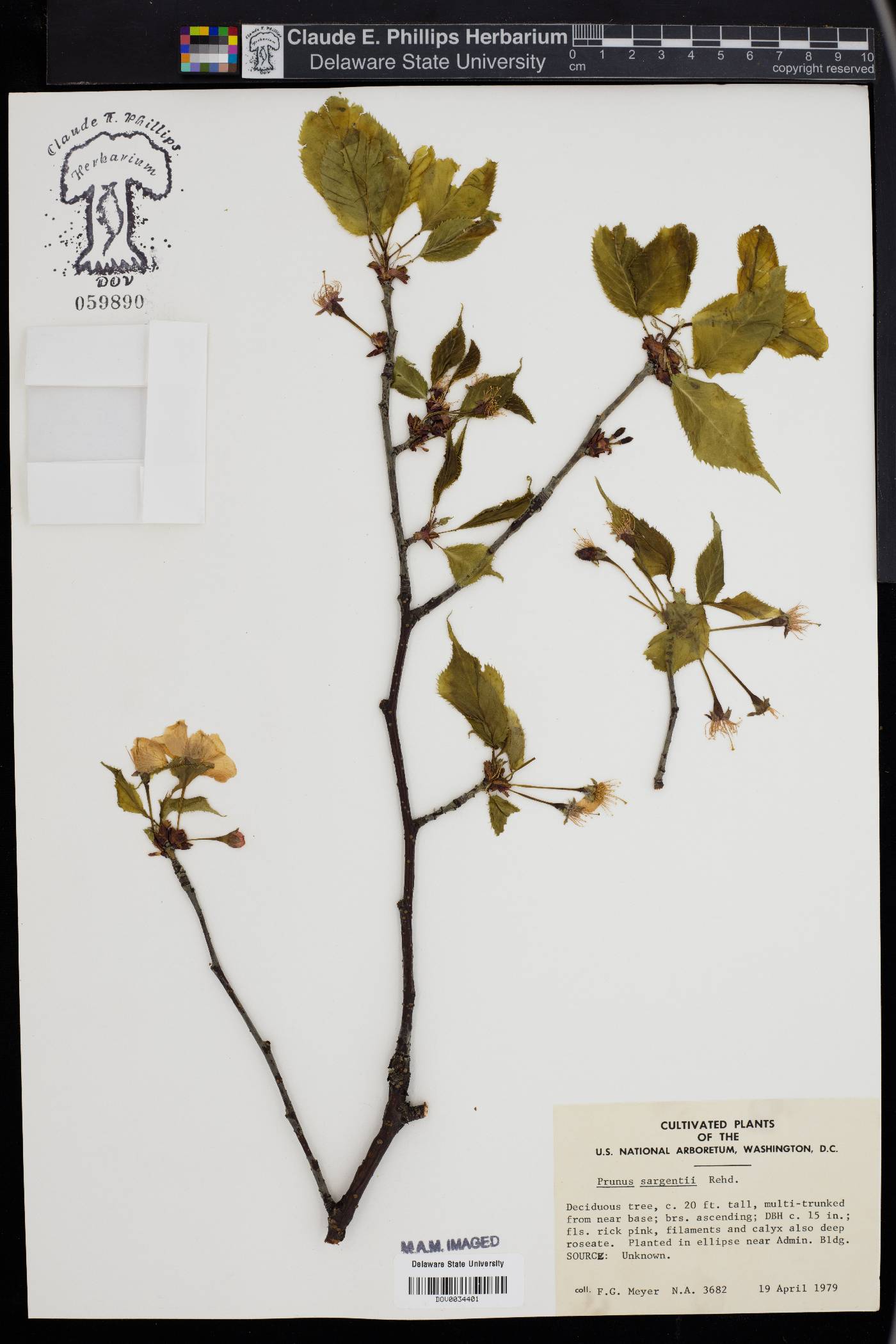 Prunus sargentii image
