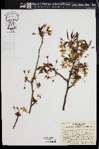 Prunus serrulata image