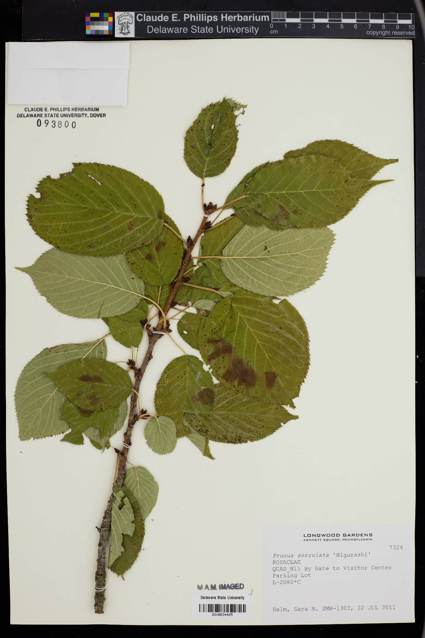 Prunus serrulata image