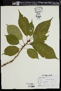 Prunus serrulata image