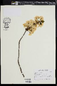 Image of Prunus x yedoensis