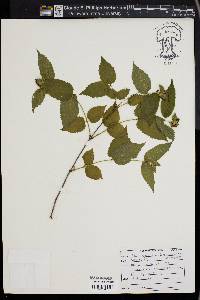 Rhodotypos scandens image