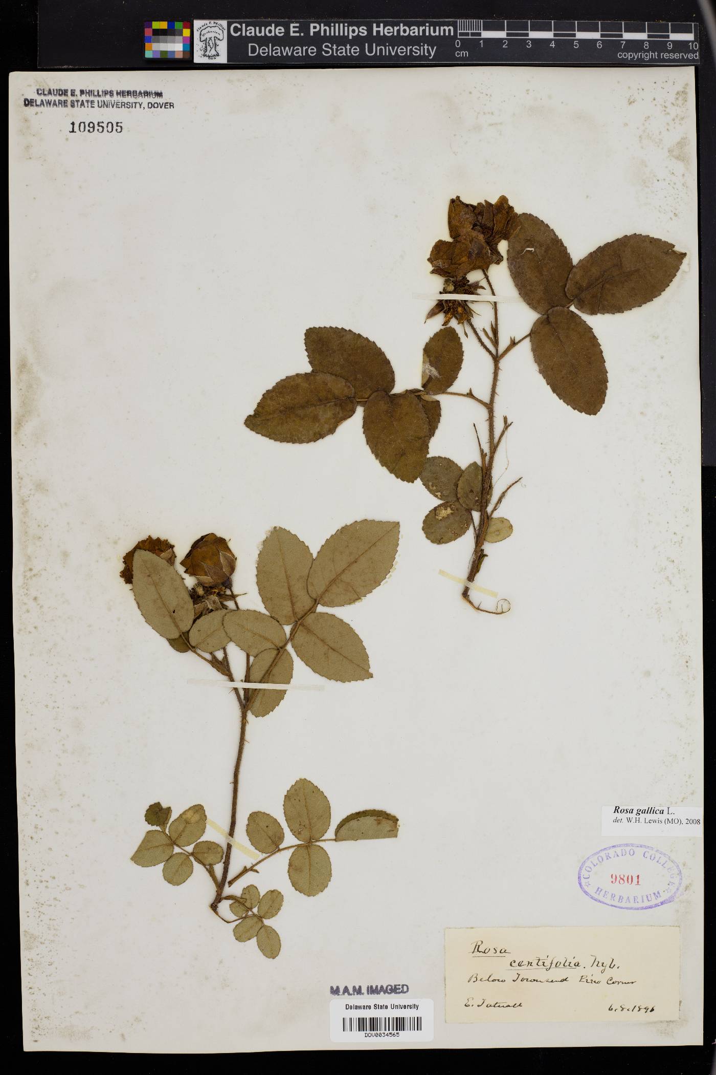 Rosa gallica image