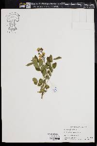 Rosa multiflora image