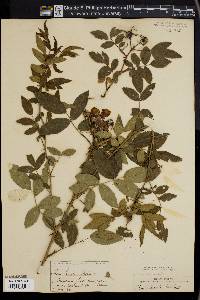 Rosa virginiana image