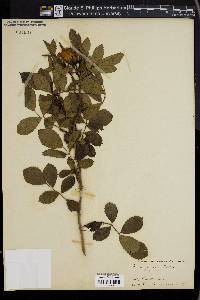 Rosa virginiana image