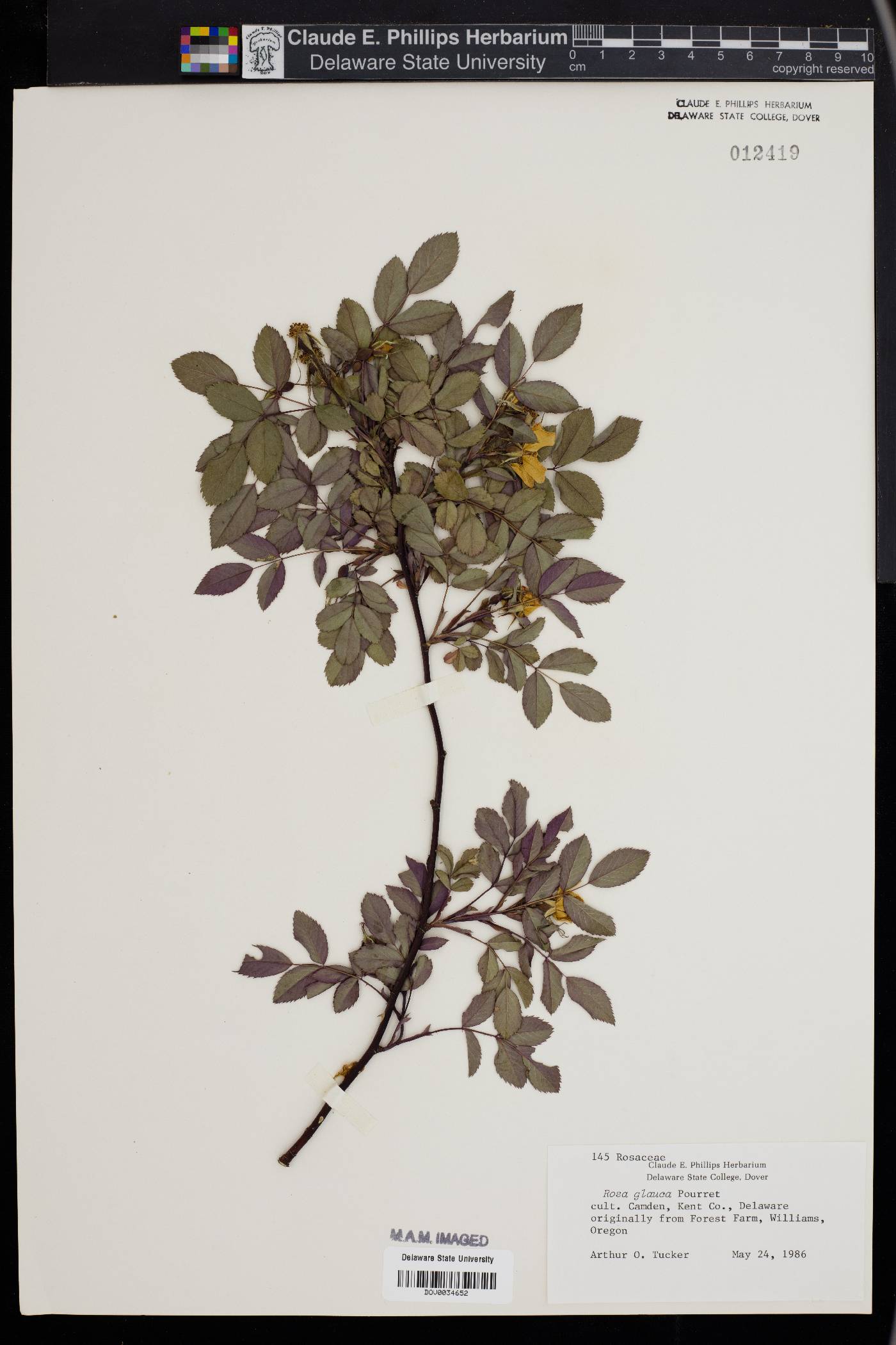 Rosa glauca image