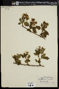 Rubus argutus image