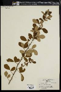 Rubus cuneifolius image