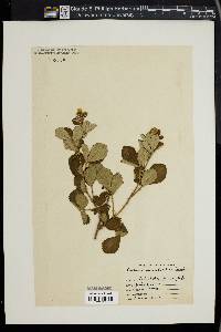 Rubus cuneifolius image